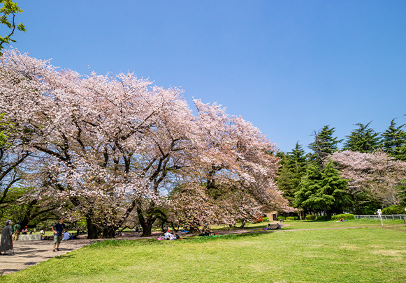 砧公園（徒歩10〜11分）